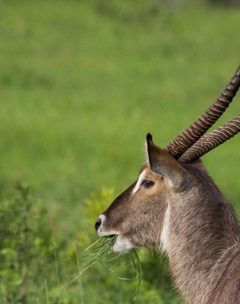 04Franscois Rosslee Waterbuck Final 04Franscois Rosslee Waterbuck Final