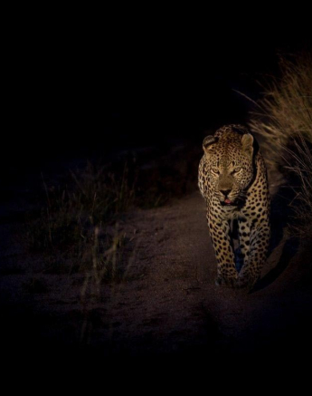 07Franscois Rosslee Max May17 Final