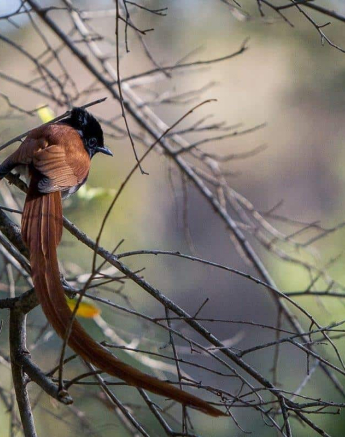 14Mike Palmer Paradise Flycatcher 14Mike Palmer Paradise Flycatcher