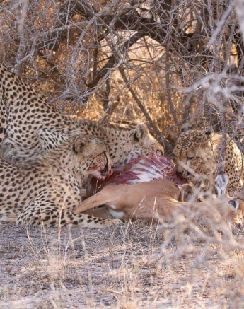 02Frederik Aucamp Cheetah 31 10 2018 1 Final 02Frederik Aucamp Cheetah 31 10 2018 1 Final