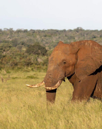 09Kevin Van Der Linde Elephant 08032019 Final 09Kevin Van Der Linde Elephant 08032019 Final