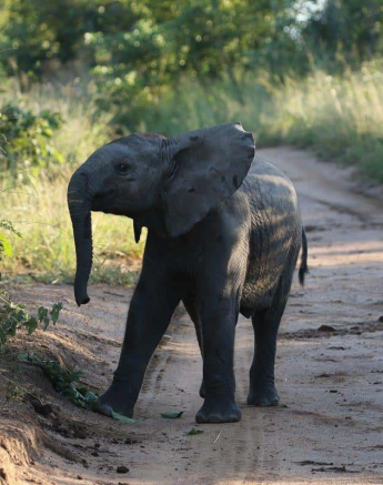 34Steff McWilliam Baby Elephant 4 04 19 Final 34Steff McWilliam Baby Elephant 4 04 19 Final