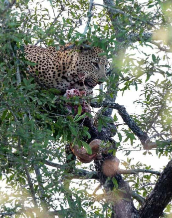 28Kevin Van Der Linde Maxabeni 10062019 Sigma 70 200 Final 28Kevin Van Der Linde Maxabeni 10062019 Sigma 70 200 Final