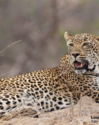 01Louise Murray Scotia 29102019 1 Final 01Louise Murray Scotia 29102019 1 Final