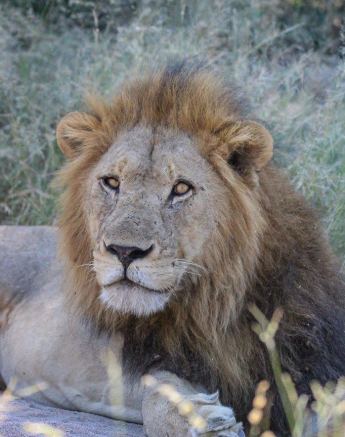 27Louise Murray Unkown Males 26032020 3 Final 27Louise Murray Unkown Males 26032020 3 Final