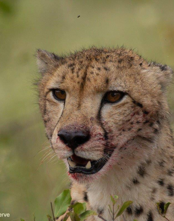 23Brett Heasman Cheetah 26042020 3 Final