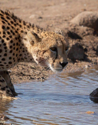 41Greg Heasman Cheetah 07062020 6 Final