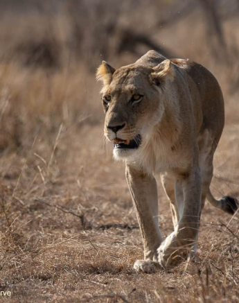 35Tyron Van Der Walt Styx Female 260820 1 FINAL