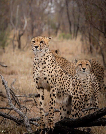 06Greg Heasman Cheetah 020920 1 Final 06Greg Heasman Cheetah 020920 1 Final