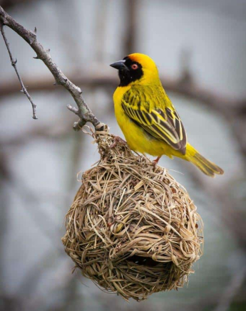 05Louise Murray Southern Masked Weaver 05122020 Final
