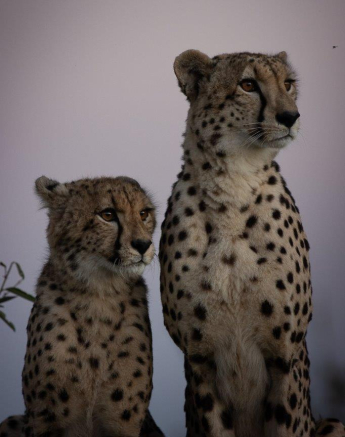 A12Graeme Stewart Female Cheetah And Cub 090622 Final A12Graeme Stewart Female Cheetah And Cub 090622 Final