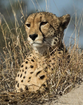 28Kevan Dobbie Cheetah 25.06.2 Final