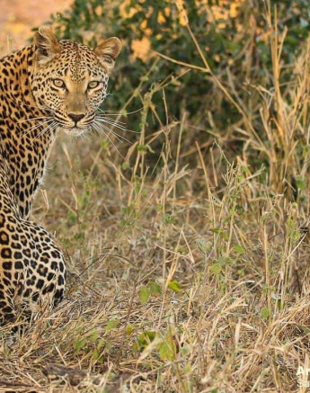 14andries Leopard.ntsumi.130720 2 Final 14andries Leopard.ntsumi.130720 2 Final