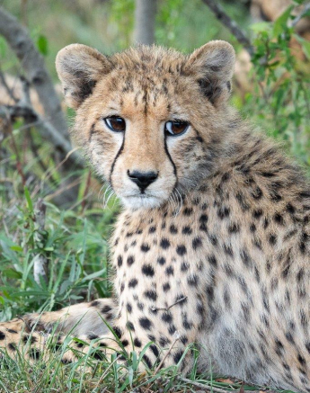 A22Daniel Greyvenstein Cheetah And Cubs 201122 3 Final