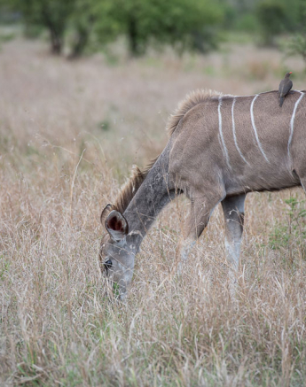 Mike Palmer Kudu 1 Mike Palmer Kudu 1