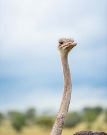 Mike Palmer Ostrich