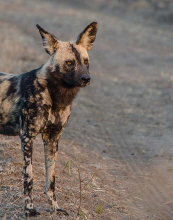 03Photo Steve Wild Dog