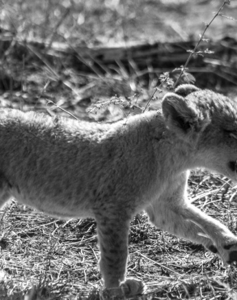 24Tayla McCurdy Lion Cubs 08 Feb 16 4 24Tayla McCurdy Lion Cubs 08 Feb 16 4