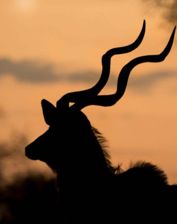 11Sheldon Hooper Kudu Sil 11Sheldon Hooper Kudu Sil