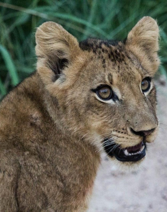 05Kevan Dobbie Lion Cub 02 Final 05Kevan Dobbie Lion Cub 02 Final