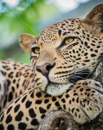 26Terry Ennever White Dam Male 28317 1 Final 26Terry Ennever White Dam Male 28317 1 Final