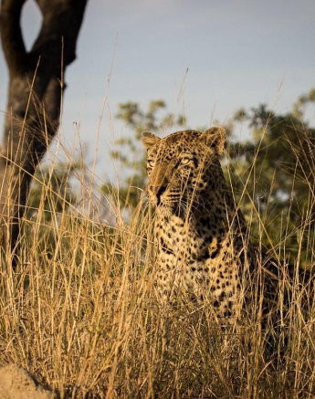 06Franscois Rosslee Kashane2 Final