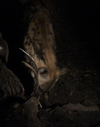 03Louise Murray Hyena 28052018 Final