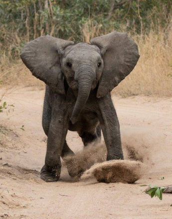 20Kevan Dobbie Elephant 260519 Final 20Kevan Dobbie Elephant 260519 Final