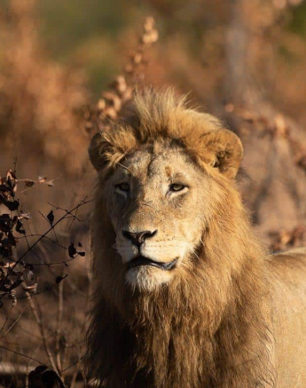 15Tyron Van Der Walt Male Lion 10062019 4 Final 15Tyron Van Der Walt Male Lion 10062019 4 Final