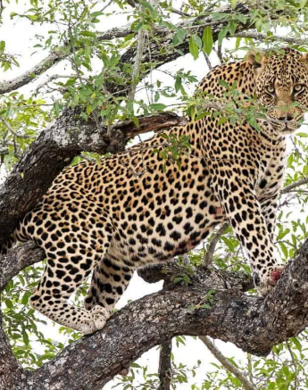 29Kevin Van Der Linde Nweti 09062019 Sigma 70 200 Final 29Kevin Van Der Linde Nweti 09062019 Sigma 70 200 Final