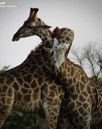 10giraffe Necking 3 Rebecca Boshoff Final 10giraffe Necking 3 Rebecca Boshoff Final