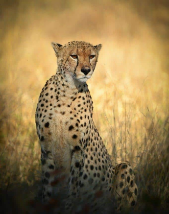 36Ally Ross 202000607 Cheetah Male 01 Final 36Ally Ross 202000607 Cheetah Male 01 Final