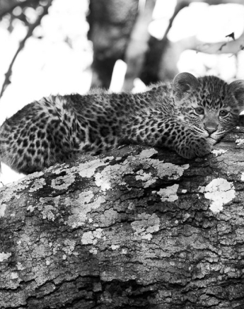 Nottins Leopard Cub Rich 5 Nottins Leopard Cub Rich 5