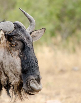 Photo Steve WB Wildebeest Photo Steve WB Wildebeest