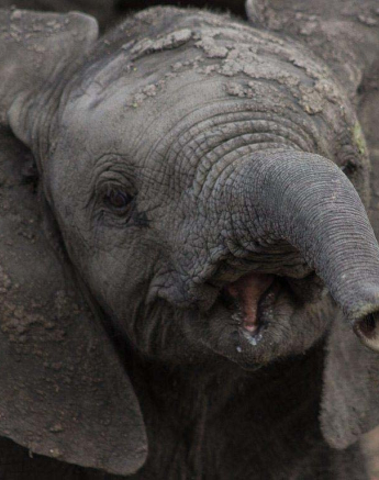 11Tayla McCurdy Elephants 22 April 16 3 11Tayla McCurdy Elephants 22 April 16 3