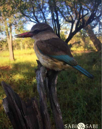 57Stefan Schoeman BrownHoodedKingfisher Final 57Stefan Schoeman BrownHoodedKingfisher Final