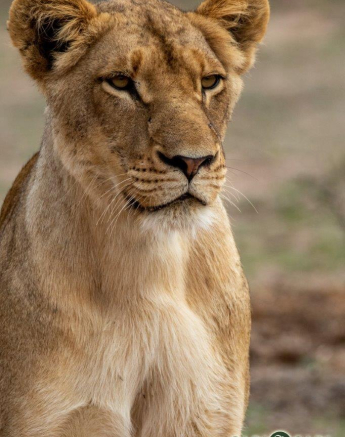 48Kevin Van Der Linde SP 13112018 Final