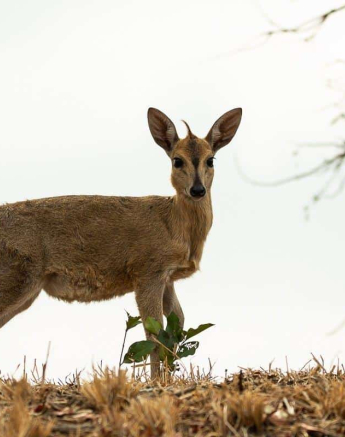 39Frederik Aucamp Common Grey Duiker 26 09 2018 Final 39Frederik Aucamp Common Grey Duiker 26 09 2018 Final
