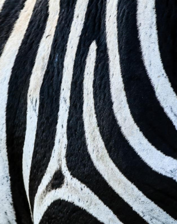 06Ally Ross Zebra Blog 05 Final