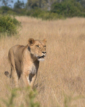 01Ronald Mutero Lions SP 20052019 2 Final 01Ronald Mutero Lions SP 20052019 2 Final