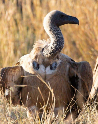 30Louise Murray Giraffe Kill 23062019 9 Final 30Louise Murray Giraffe Kill 23062019 9 Final