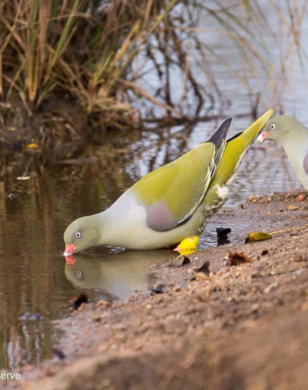03Frederik Aucamp African Green Pigeon Final
