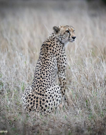 06Shaun Jenkinson Cheetah Kill 18 11 2019 6 Final