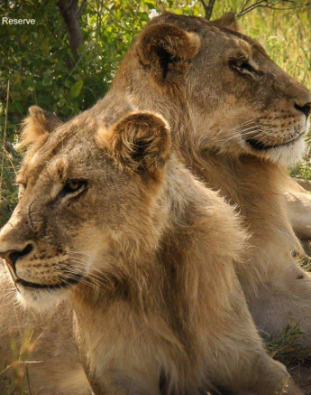 10Ruth Berning Young Sand Pride Males 08 03 2020 1 Final