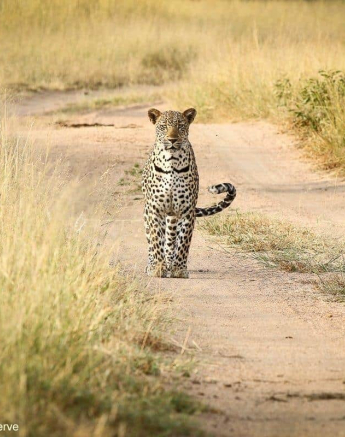 06Ally Ross Msuthlu 25032020 2 Final 06Ally Ross Msuthlu 25032020 2 Final