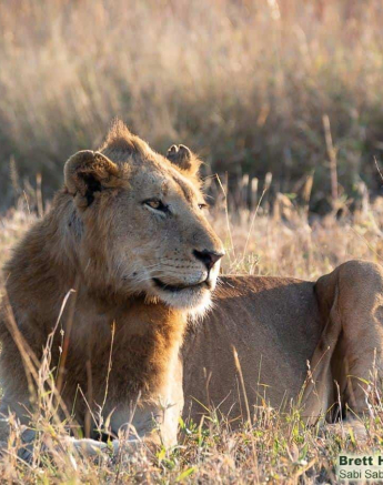 11Brett Heasman Nkuhuma And Styx 28052020 Final