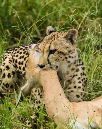 25andries Cheetah 240121 1 Final 25andries Cheetah 240121 1 Final