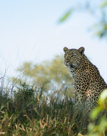 11Amy Leigh Leopard Finfoot 2 130521 Final