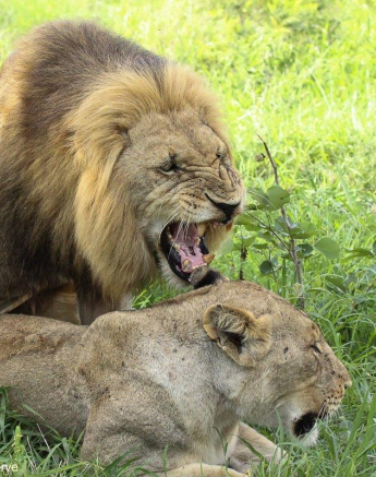 A15Erin Herbst Nwas Kambula 1 131221 Final A15Erin Herbst Nwas Kambula 1 131221 Final