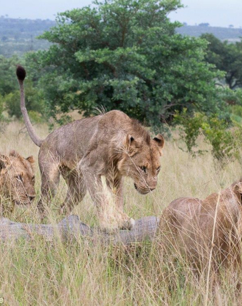 A14ronald Mutero Khambula Young Males 17022022 Final A14ronald Mutero Khambula Young Males 17022022 Final